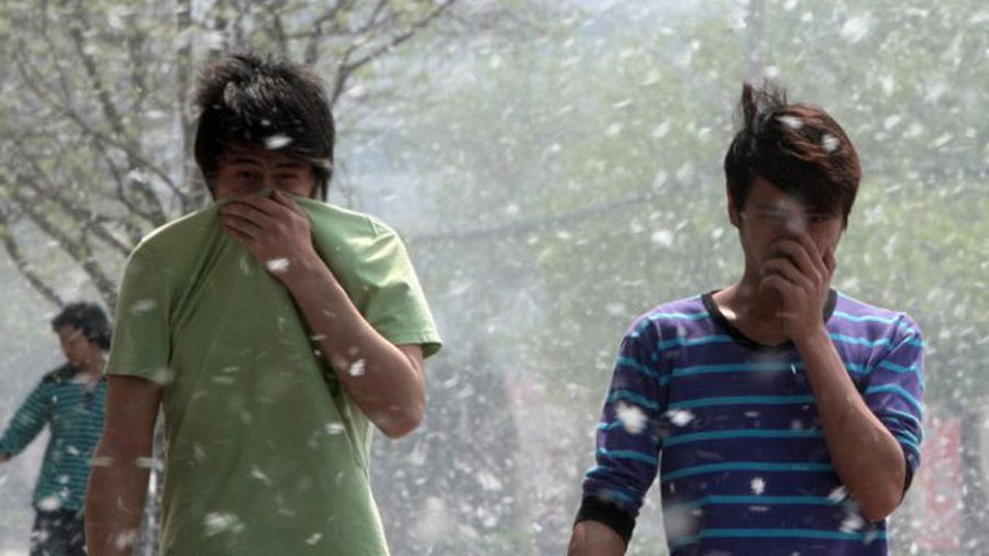 Аллергия: тополиный пух, жара, июнь, скорая помощь - Наука и здоровье