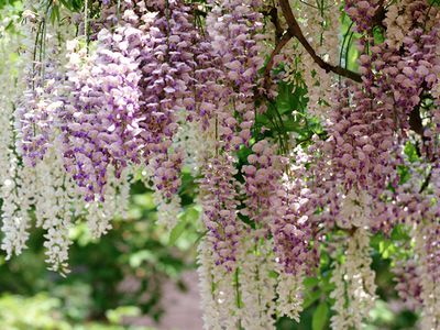 В Висагинасе выбираются лучшие балкон и клумба - В Висагинасе