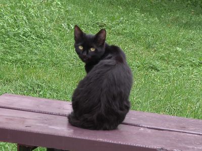 Висагинское общество опеки животных — на грани ликвидации                                                                                              - В Висагинасе