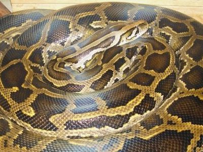 В Канаде сбежавший из зоомагазина питон задушил двух детей - В Мире