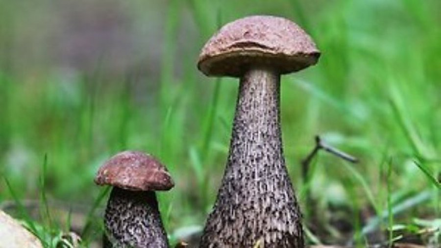 Грибной сезон продлится еще 1,5 месяца  - Хобби, отдых и развлечения