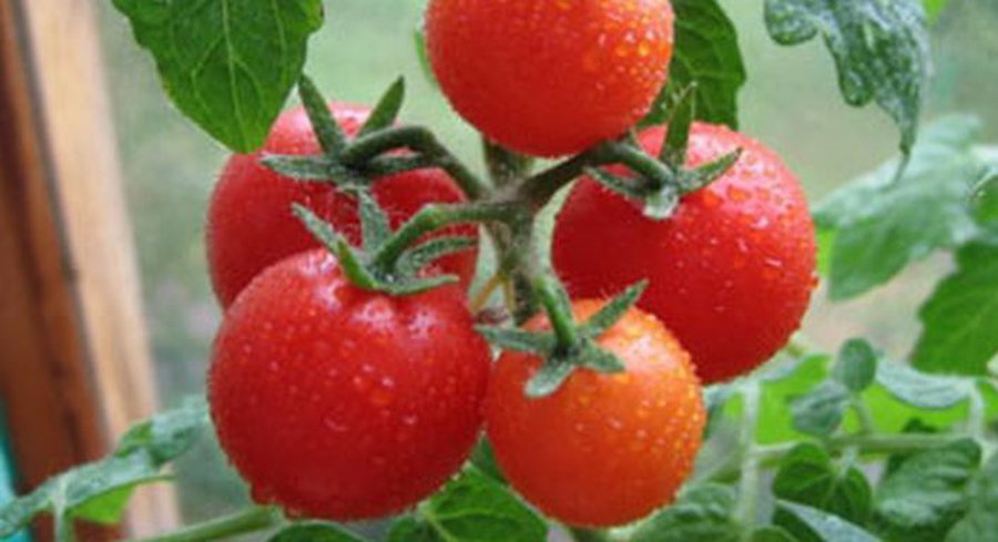 Томаты могут защитить от солнца - Наука и здоровье
