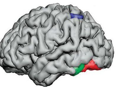 Мозг может воспринимать слова как цельные единицы - Наука и здоровье