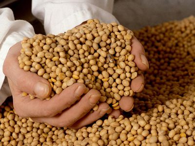 7 опасностей соевых продуктов - Наука и здоровье