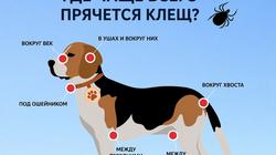 VMVT напоминает: с началом активного сезона клещей позаботьтесь о защите животных