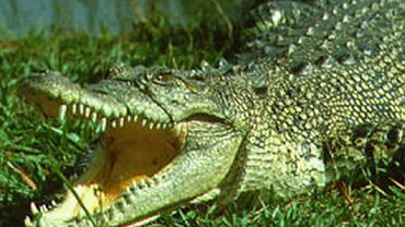 Грузия собирается разводить крокодилов