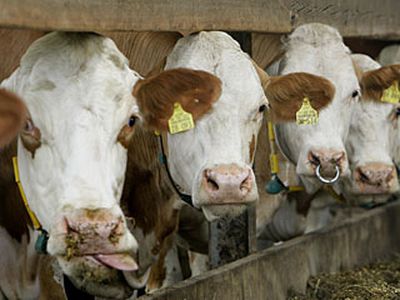 После мясного скандала Ирландия готовится возобновить поставки свинины - В Мире