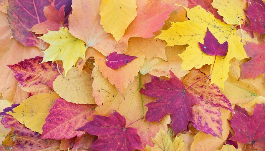 На этой неделе переменчивая погода: во вторник ожидаются заморозки, а в четверг потеплеет - Литва и страны Балтии