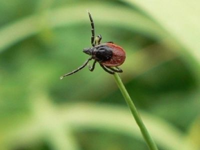 Nuo erkinio encefalito mirė vyras - Įdomu žinoti