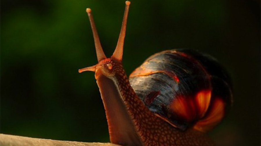 Приглашаем посетить выставку! - В Висагинасе