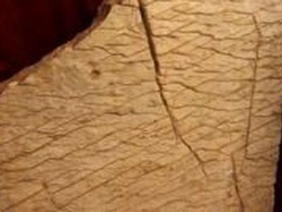 Невероятное открытие: найдена карта Земли, которой 65 млн лет! - Наука и здоровье