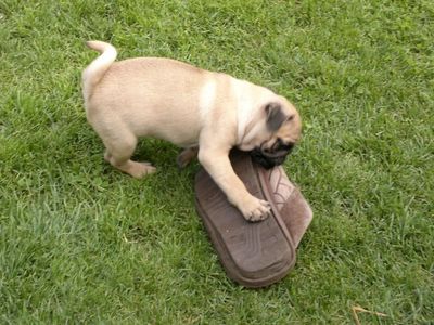 Участник № 33 конкурса «Мой домашний любимец» - Конкурсы для читателей