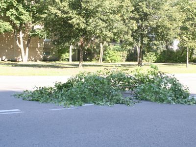 Кадр дня: ветка на дороге - В Висагинасе