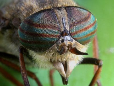 Цветная камера ночного видения разработана в Швеции - IT новости