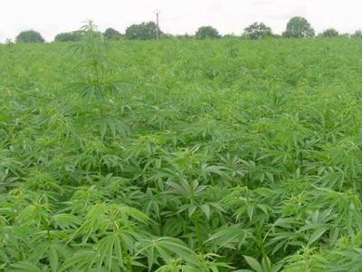 Сейм Литвы легализовал промышленную коноплю - Литва и страны Балтии