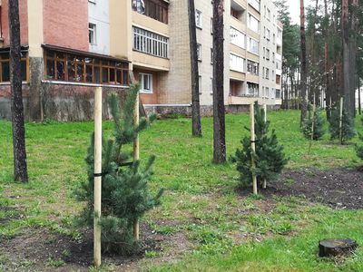 Посадка сосенок вместо деревьев, вырубленных при реконструкции теплотрассы - В Висагинасе