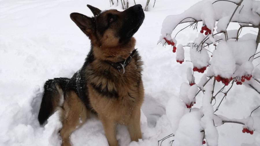 Участник № 58 конкурса «Мой домашний любимец» - Конкурсы для читателей