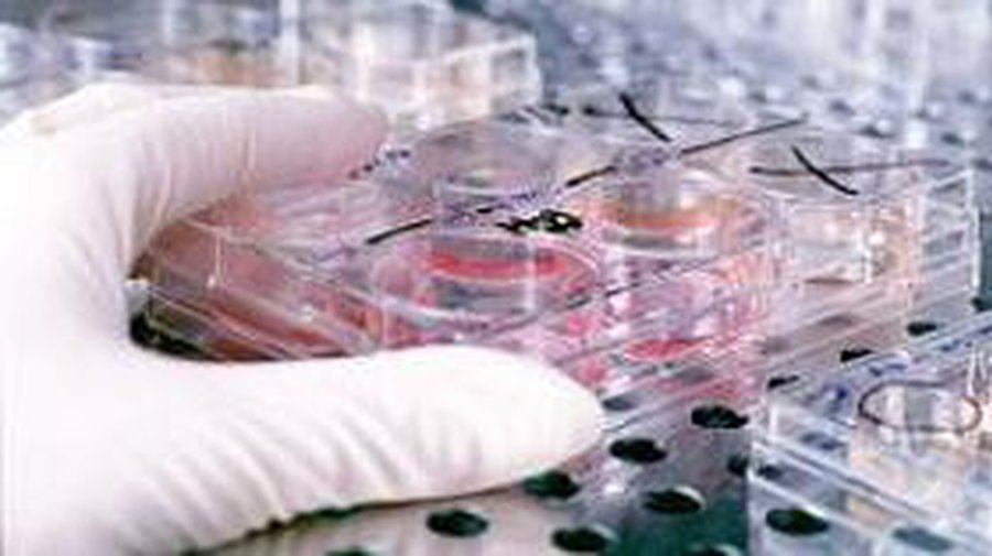 ВОЗ: Лекарства для лечения свиного гриппа уже существуют - Наука и здоровье