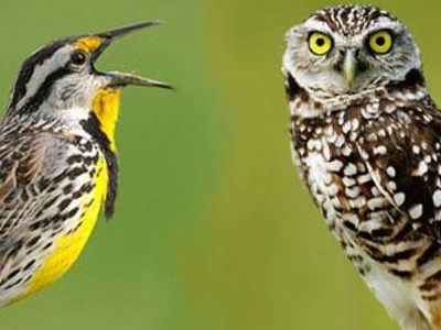 «Жаворонки» счастливее «сов» - Наука и здоровье