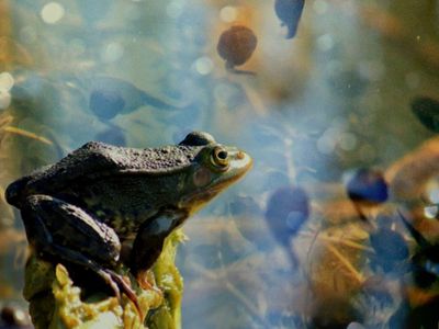 Окунитесь в мир снов с фотохудожницей Расой Дамкаускене - В Висагинасе