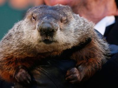 Сурок Фил не испугался своей тени и предсказал США скорую весну - Хобби, отдых и развлечения