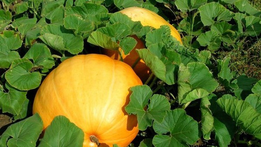 Кожура тыквы – замена антибиотикам - Наука и здоровье