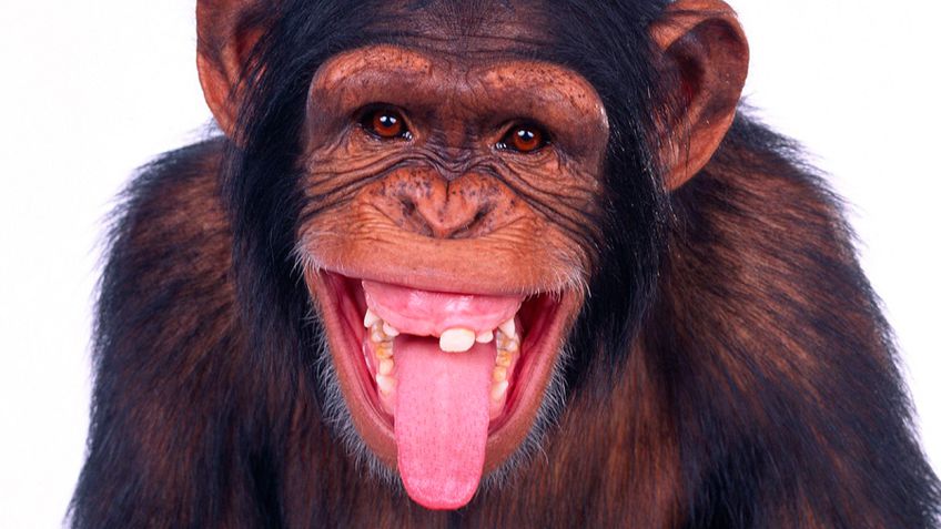 Человечество заразилось герпесом от шимпанзе