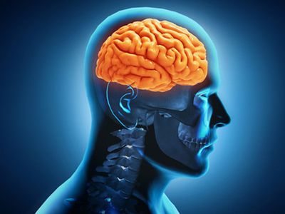 ДЛЯ МОЗГА НЕТ ТОЧКИ «СЕЙЧАС» - Наука и здоровье