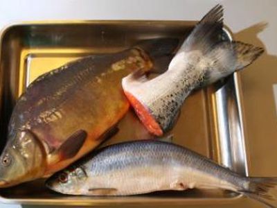 Sukčiavimas turguje: pangasijai virto ešeriais - Lietuva ir Baltijos šalys