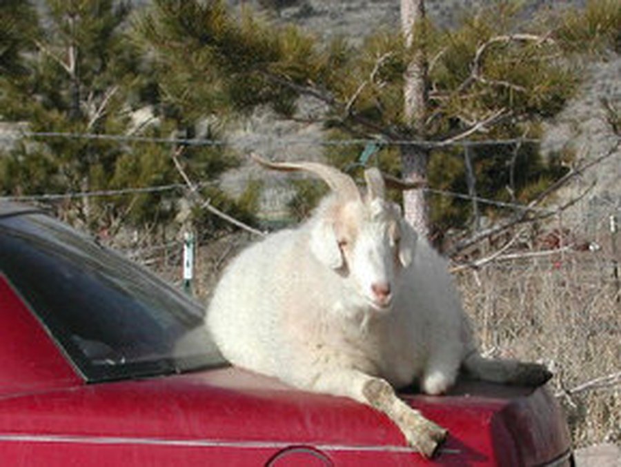 Нигерийского козла арестовали по подозрению в попытке вооруженного ограбления - Хобби, отдых и развлечения