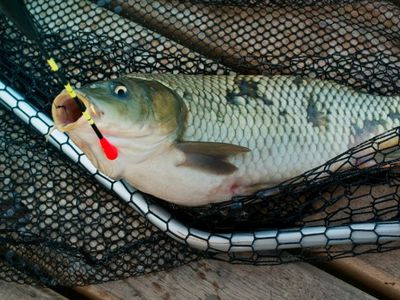 И это все о...рыбе - В Висагинасе