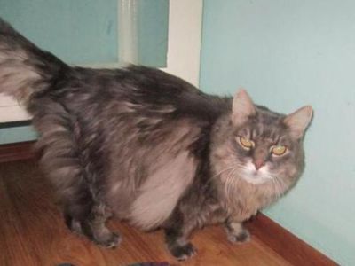 Найден кот - В Висагинасе