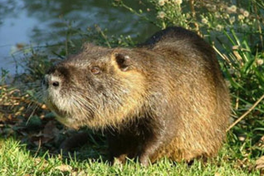 Сводка криминальных происшествий за период с 16 по 18 апреля 2010 года - Происшествия и криминал