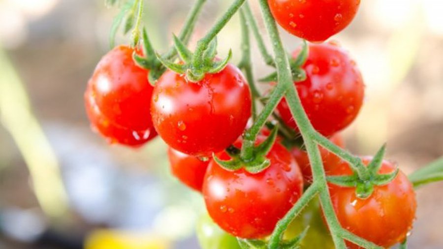 Помидоры снижают риск инсульта - Наука и здоровье