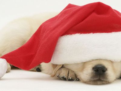 Сегодня начинается Новый 4716 год по китайскому календарю — год Собаки - Это интересно