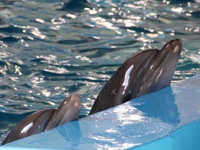 Морской музей Литвы: небывалые потери в 2020 году и оптимистичные планы на будущее - Хобби, отдых и развлечения