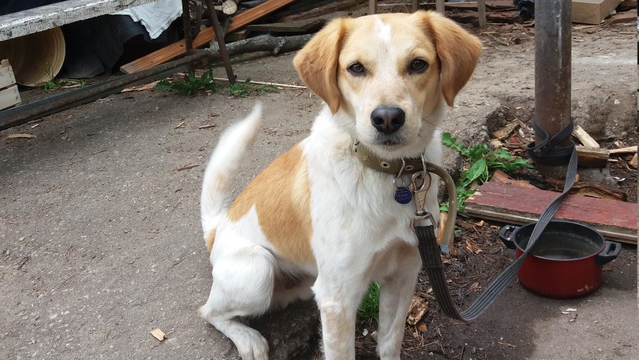 Помогите найти пса! - В Висагинасе