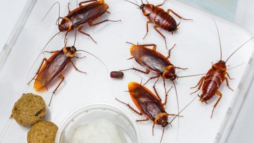 Более миллиона американских тараканов сбежали со специальной фермы в Китае