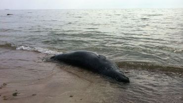За три дня Балтийское море выбросило на берег шесть тюленей 