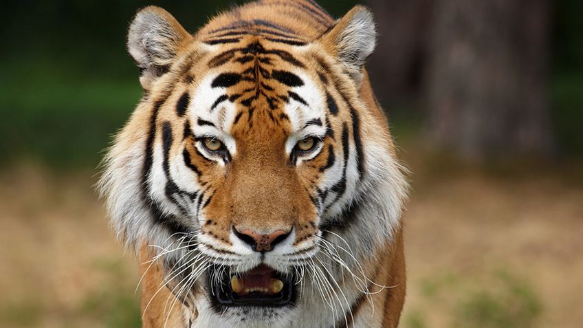 В Китае из убийства тигров сделали шоу для бизнесменов