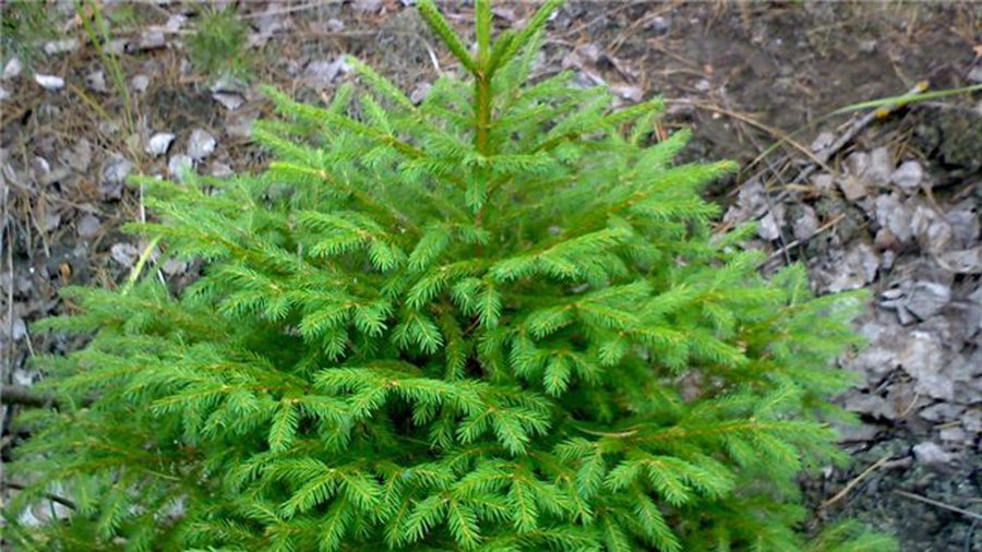 Можно ли срубить елочку в лесу? - В Висагинасе