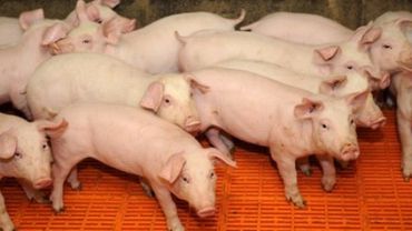 Свиная чума не повлияет на экспорт в ЕС