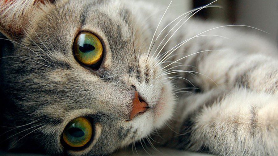 Коты воспринимают людей как больших котов - Хобби, отдых и развлечения