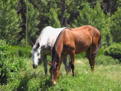 Эх вы кони, мои кони... - Происшествия и криминал