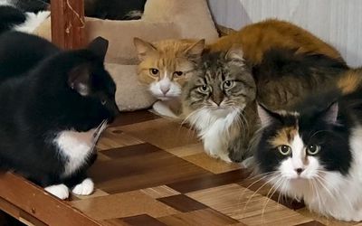 Согрей меня теплом». Новая программа висагинского приюта, спасающая кошек и согревающая души людей (видео) - В Висагинасе