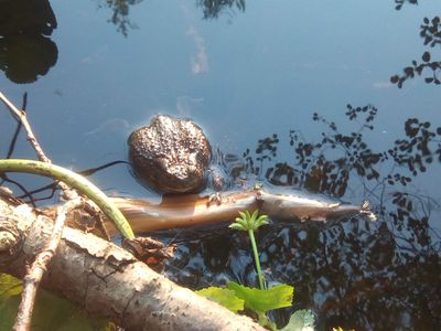 Висагинас соревнуется с Нарвой в фотоконкурсе "Наедине с природой». Не отставать! - В Висагинасе