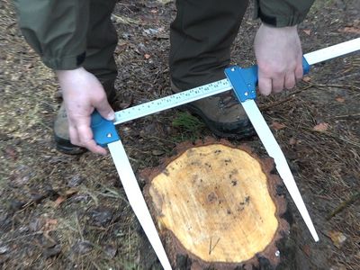 Деревья поделены на охраняемые и неохраняемые. «Зеленый свет» рубщикам! (видео) - В Висагинасе