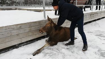 Лосенку на льду озера потребовалась помощь  спасателей (видео)