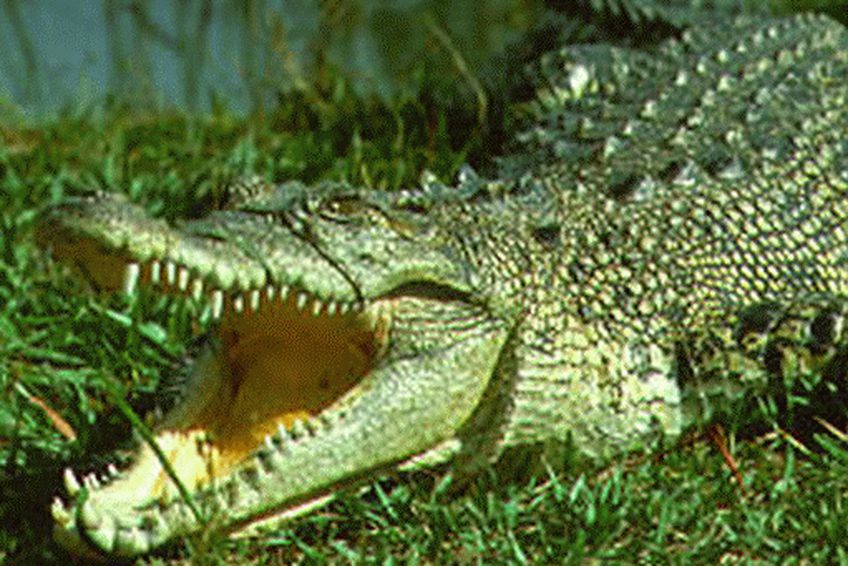 Грузия собирается разводить крокодилов