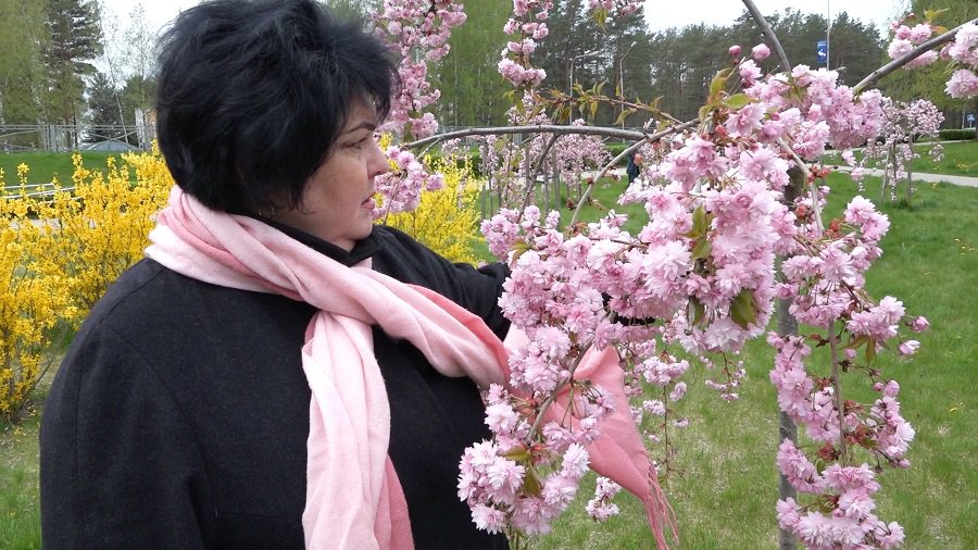 Висагинские сакуры стали визитной карточкой нашего города (видео) - В Висагинасе